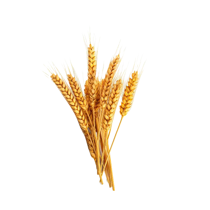 Image of Grains