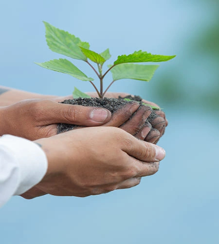 image of Hands trees