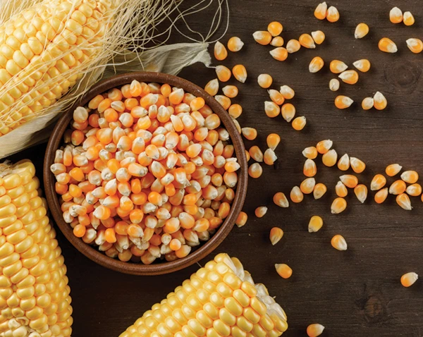 Image of Maize